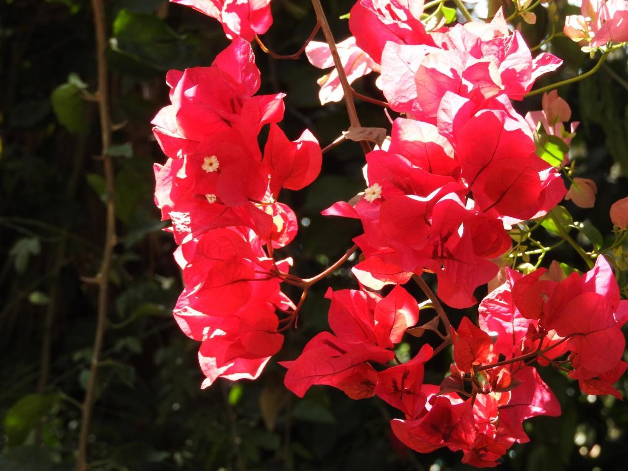 Magnolia Pine Bed & Breakfast Nairobi Exterior photo
